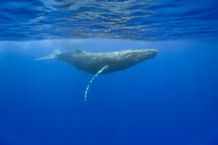 Framed Print : USA, Hawaii, Big Island, Underwater view of Humpback Whales (Megaptera novaengliae)