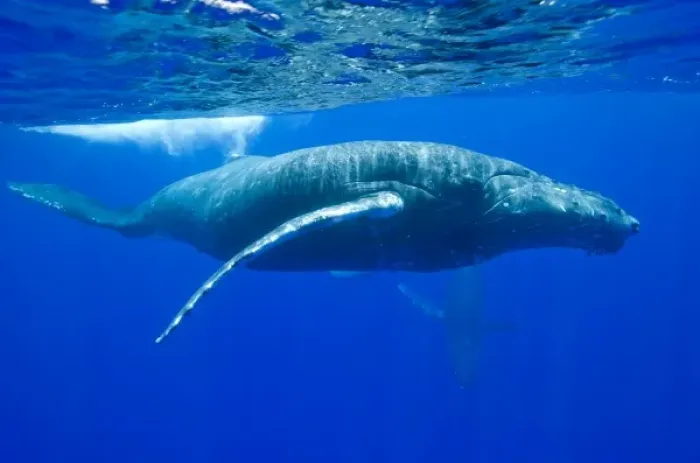 Framed Print : USA, Hawaii, Big Island, Underwater view of Humpback Whales (Megaptera novaengliae) Framed Print : USA, Hawaii, Big Island, Underwater view of Humpback Whales (Megaptera novaengliae)