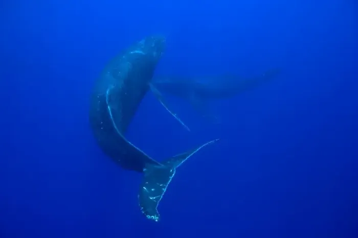 Framed Print : USA, Hawaii, Big Island, Underwater view of Humpback Whales (Megaptera novaengliae) Framed Print : USA, Hawaii, Big Island, Underwater view of Humpback Whales (Megaptera novaengliae)