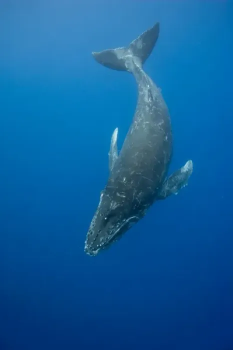 Framed Print : USA, Hawaii, Big Island, Underwater view of Humpback Whales (Megaptera novaengliae) Framed Print : USA, Hawaii, Big Island, Underwater view of Humpback Whales (Megaptera novaengliae)