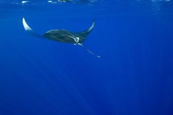 USA, Hawaii, Big Island, Underwater view of Manta Ray (Manta birostris) swimming