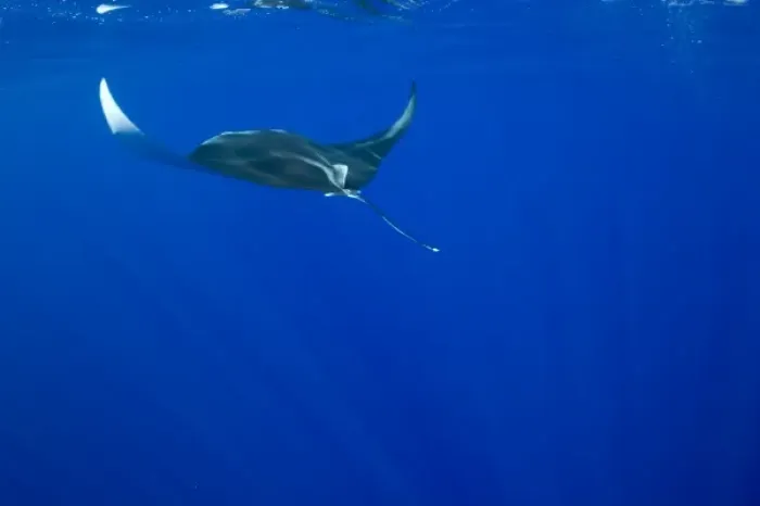 Framed Print : USA, Hawaii, Big Island, Underwater view of Manta Ray (Manta birostris) swimming