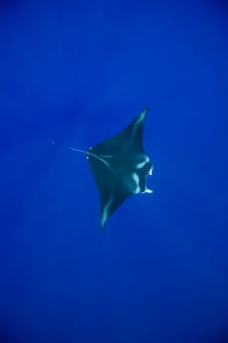 Framed Print : USA, Hawaii, Big Island, Underwater view of Manta Ray (Manta birostris) swimming