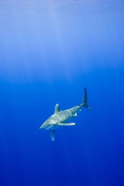 USA, Hawaii, Big Island, Underwater view of Oceanic White Tip Shark (Carcharhinus