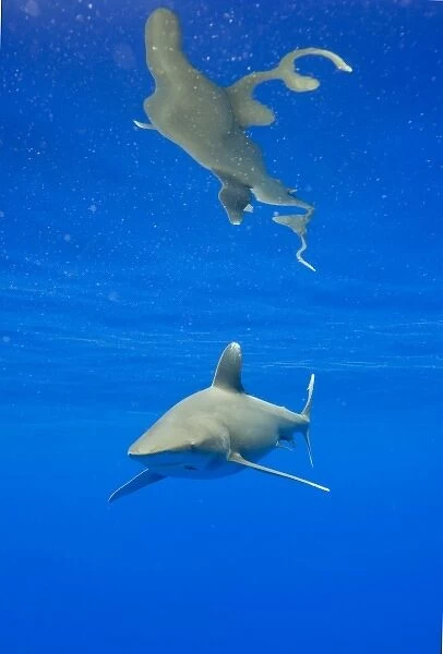 USA, Hawaii, Big Island, Underwater view of Oceanic White Tip Shark (Carcharhinus