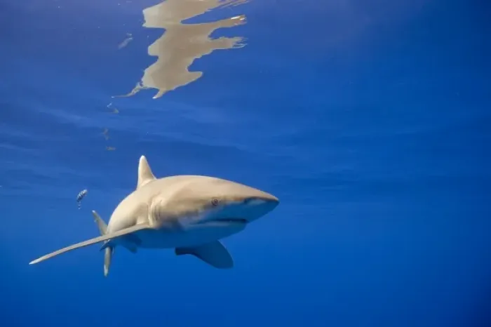 Framed Print : USA, Hawaii, Big Island, Underwater view of Oceanic White Tip Shark (Carcharhinus Framed Print : USA, Hawaii, Big Island, Underwater view of Oceanic White Tip Shark (Carcharhinus