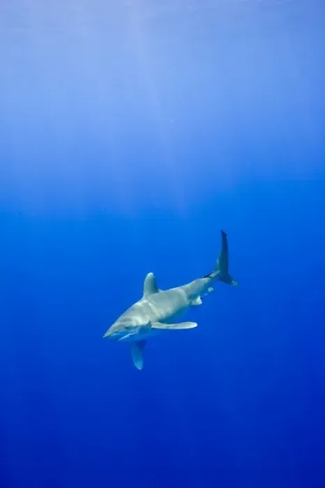 Framed Print : USA, Hawaii, Big Island, Underwater view of Oceanic White Tip Shark (Carcharhinus Framed Print : USA, Hawaii, Big Island, Underwater view of Oceanic White Tip Shark (Carcharhinus