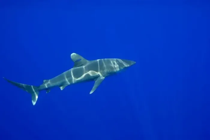 Framed Print : USA, Hawaii, Big Island, Underwater view of Oceanic White Tip Shark (Carcharhinus Framed Print : USA, Hawaii, Big Island, Underwater view of Oceanic White Tip Shark (Carcharhinus