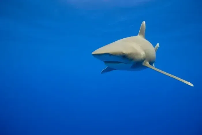 Framed Print : USA, Hawaii, Big Island, Underwater view of Oceanic White Tip Shark (Carcharhinus Framed Print : USA, Hawaii, Big Island, Underwater view of Oceanic White Tip Shark (Carcharhinus