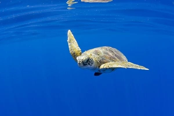 USA, Hawaii, Big Island, Underwater view of small endangered Green Sea Turtle (Chelonia