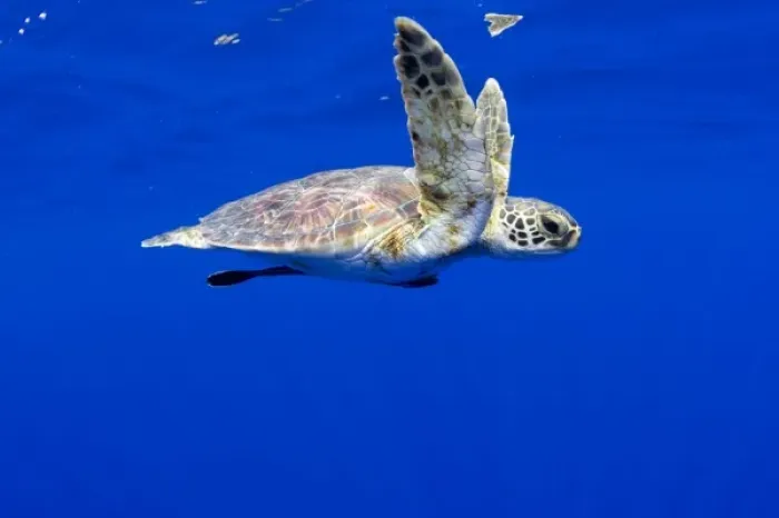 Framed Print : USA, Hawaii, Big Island, Underwater view of small endangered Green Sea Turtle (Chelonia Framed Print : USA, Hawaii, Big Island, Underwater view of small endangered Green Sea Turtle (Chelonia