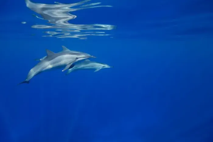 Framed Print : USA, Hawaii, Big Island, Underwater view of Spinner Dolphins (Stenella longirostris)