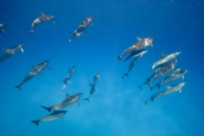 Framed Print : USA, Hawaii, Big Island, Underwater view of Spinner Dolphins (Stenella longirostris)