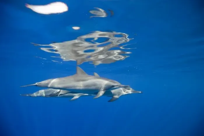 Framed Print : USA, Hawaii, Big Island, Underwater view of Spinner Dolphins (Stenella longirostris) Framed Print : USA, Hawaii, Big Island, Underwater view of Spinner Dolphins (Stenella longirostris)