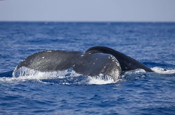 USA, Hawaii, Big Island, Water drips from tail of Humpback Whale (Megaptera novaengliae)