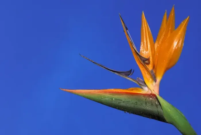 Framed Print : USA, Hawaii. Bird of Paradise Framed Print : USA, Hawaii. Bird of Paradise