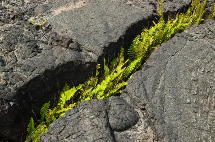 Framed Print : USA, Hawaii. Fern growing from a crack in cooled lava