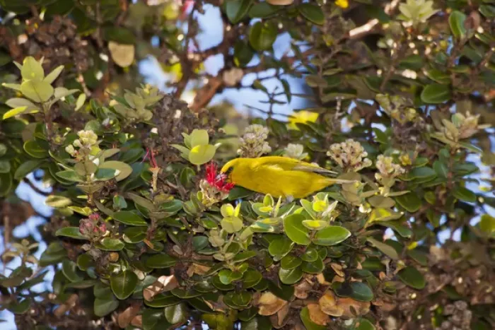 Framed Print : USA, Hawaii, Hakalau Forest National Wildlife Refuge. Amakihi bird draws nectar from ohia blossom Framed Print : USA, Hawaii, Hakalau Forest National Wildlife Refuge. Amakihi bird draws nectar from ohia blossom
