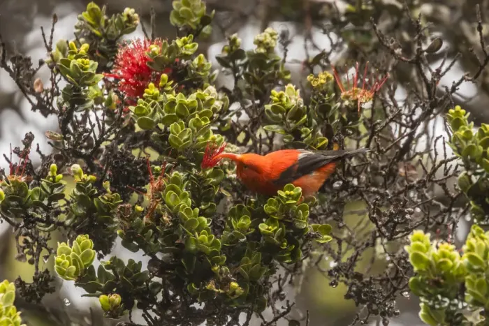 Framed Print : USA, Hawaii, Hakalau Forest National Wildlife Refuge. I iwi feeding on ocala
