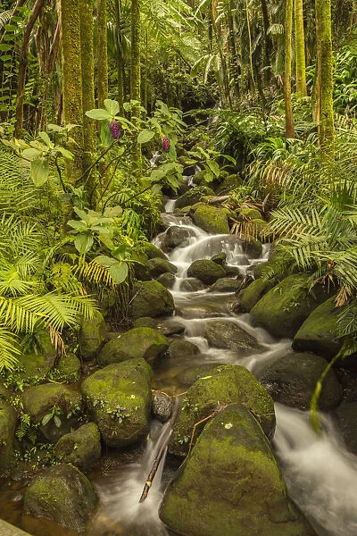 USA, Hawaii, Hawaii Tropical Botanical Garden. Tropical stream cascade over rocks