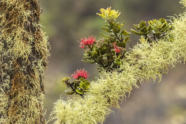 USA, Hawaii, Hawaii Volcanoes National Park. Ohia blossoms on mossy limb. Credit as