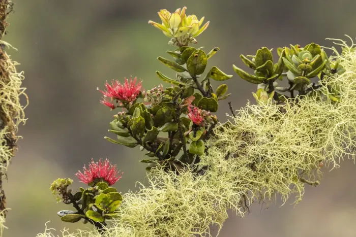Framed Print : USA, Hawaii, Hawaii Volcanoes National Park. Ohia blossoms on mossy limb. Credit as