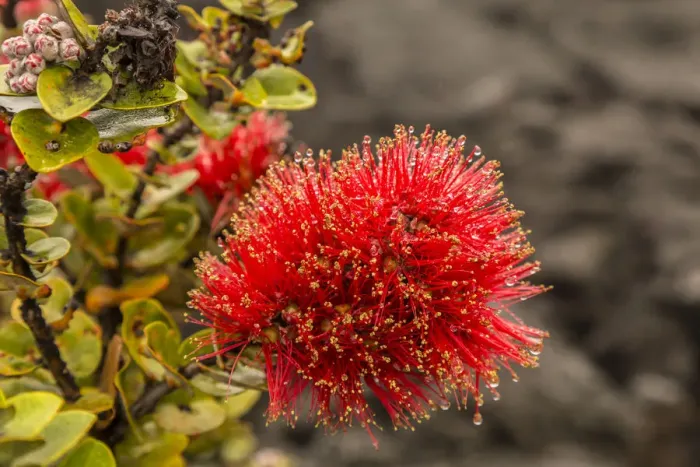 Framed Print : USA, Hawaii, Hawaii Volcanoes National Park. Ohia blossoms in the rain. Credit as Framed Print : USA, Hawaii, Hawaii Volcanoes National Park. Ohia blossoms in the rain. Credit as