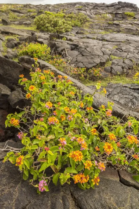 Framed Print : USA, Hawaii, Hawaii Volcanoes National Park. Lantana blooming on lava. Credit as Framed Print : USA, Hawaii, Hawaii Volcanoes National Park. Lantana blooming on lava. Credit as