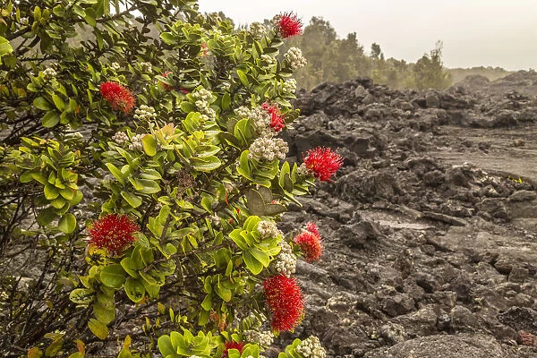 USA, Hawaii, Hawaii Volcanoes National Park. Ohia blossom and lava rock. Credit as