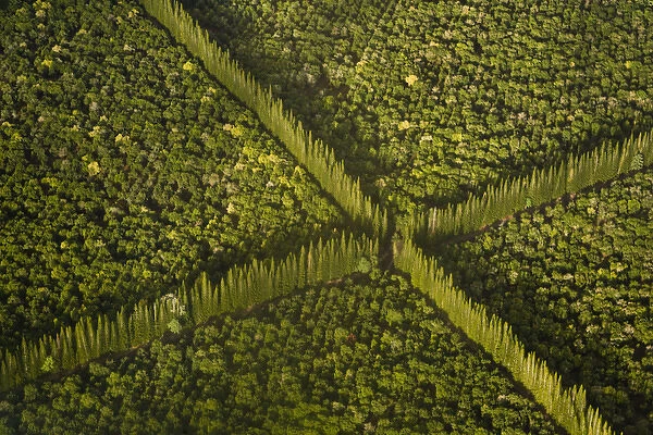 USA, Hawaii, Hilo. Aerial view of Macdamia Nut Farm trees