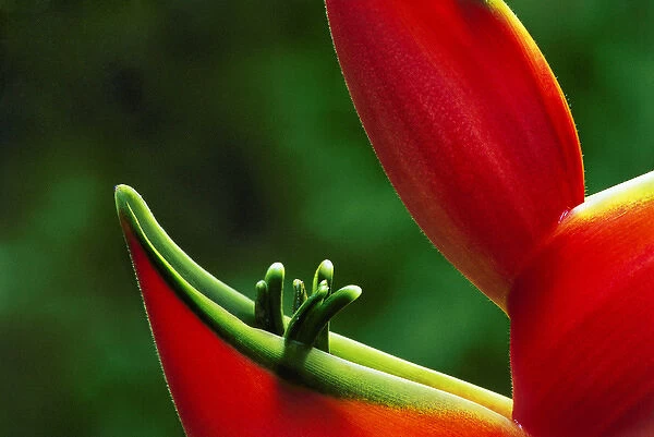 USA, Hawaii, Hilo. Heliconia close-up at Hawaii Tropical Botanical Garden. Credit as