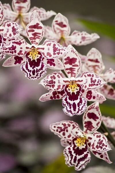 USA, Hawaii, Hilo. A spray of orchids growing in the Hawaii Tropical Botanical Gardens