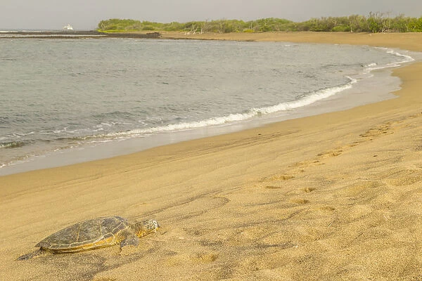USA, Hawaii, Honokohau Bay. Green sea turtle on shore