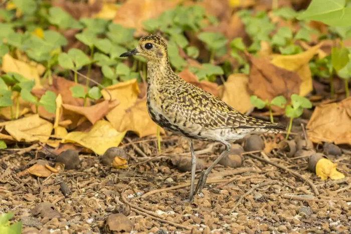 Framed Print : USA, Hawaii, Honokohau Bay. Pacific golden plover close-up Framed Print : USA, Hawaii, Honokohau Bay. Pacific golden plover close-up
