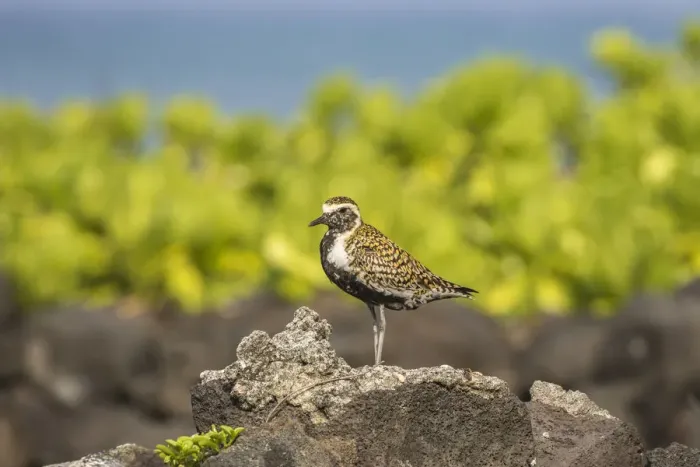 Framed Print : USA, Hawaii, Honokohau Bay. Pacific golden plover close-up Framed Print : USA, Hawaii, Honokohau Bay. Pacific golden plover close-up