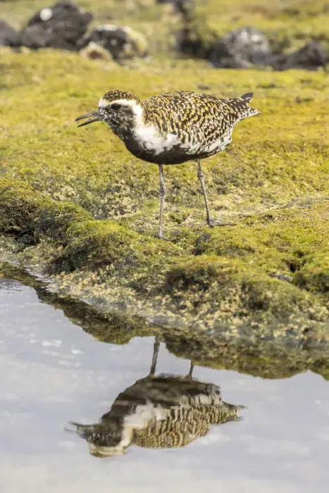 Framed Print : USA, Hawaii, Honokohau Bay. Pacific golden plover close-up