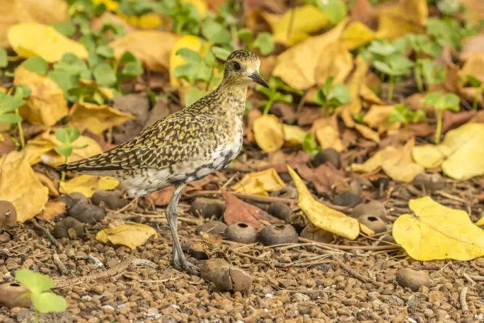 Framed Print : USA, Hawaii, Honokohau Bay. Pacific golden plover close-up Framed Print : USA, Hawaii, Honokohau Bay. Pacific golden plover close-up
