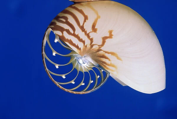 USA, Hawaii. Interior view of a Nautilus shell