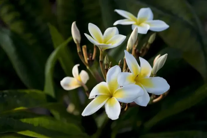 Framed Print : USA, Hawaii, Island of Hawaii, Kailua Kona, Close up of Singapore Plumeria ( Plumeria Framed Print : USA, Hawaii, Island of Hawaii, Kailua Kona, Close up of Singapore Plumeria ( Plumeria