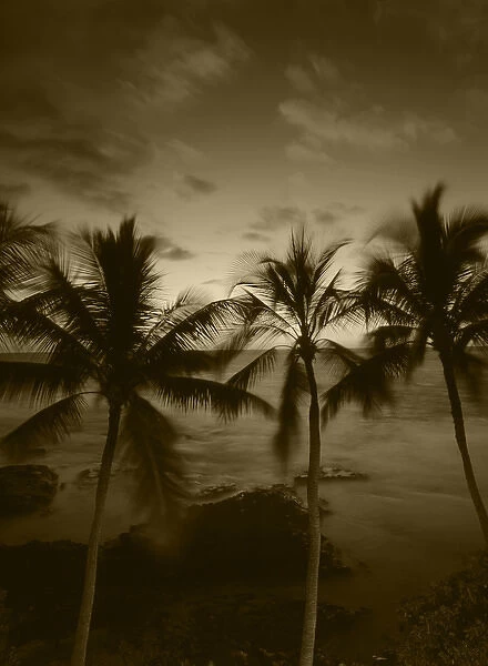 USA, Hawaii Islands, Big Islands, Kona, View palm trees on beach