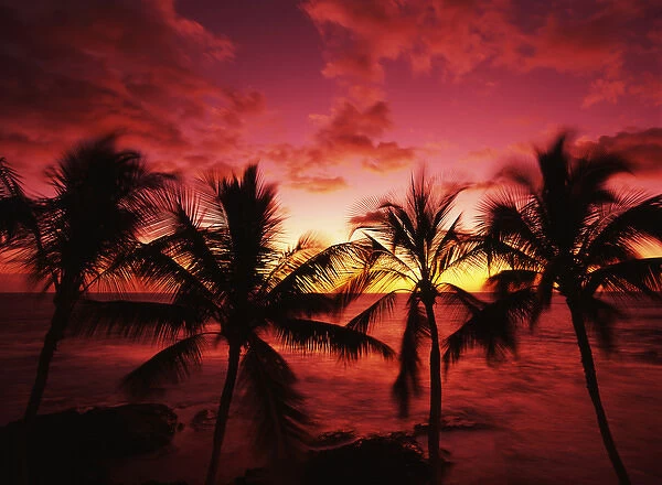 USA, Hawaii Islands, Kona, View of palm trees on beach at big island