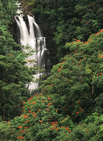 USA, Hawaii Islands, View of Nanue falls with lush Alexandra Palms and African Tulip