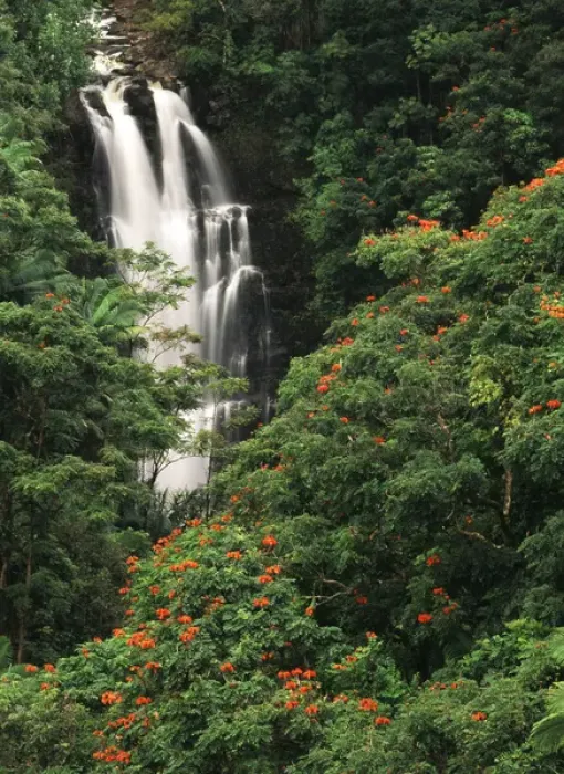 Framed Print : USA, Hawaii Islands, View of Nanue falls with lush Alexandra Palms and African Tulip Framed Print : USA, Hawaii Islands, View of Nanue falls with lush Alexandra Palms and African Tulip