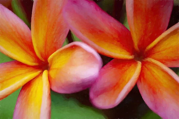 USA, Hawaii, Kauai. Abstract of plumeria flowers
