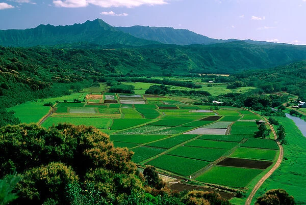 USA, Hawaii, Kauai. Agriculture in Hanalei Valley