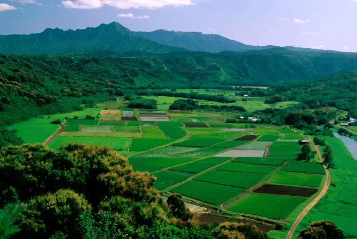 Framed Print : USA, Hawaii, Kauai. Agriculture in Hanalei Valley