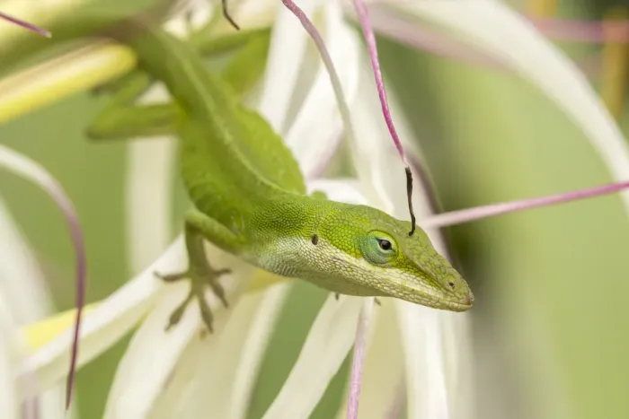 Framed Print : USA, Hawaii, Kauai. Anole lizard on blossom Framed Print : USA, Hawaii, Kauai. Anole lizard on blossom