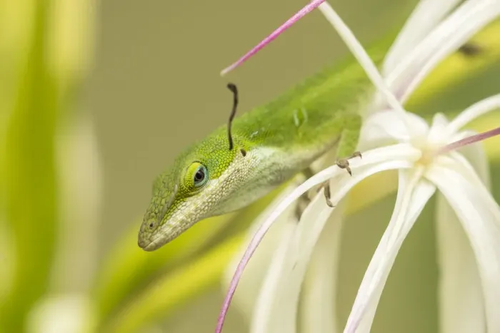 Framed Print : USA, Hawaii, Kauai. Anole lizard on blossom