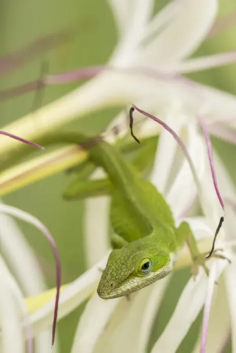 Framed Print : USA, Hawaii, Kauai. Anole lizard on blossom