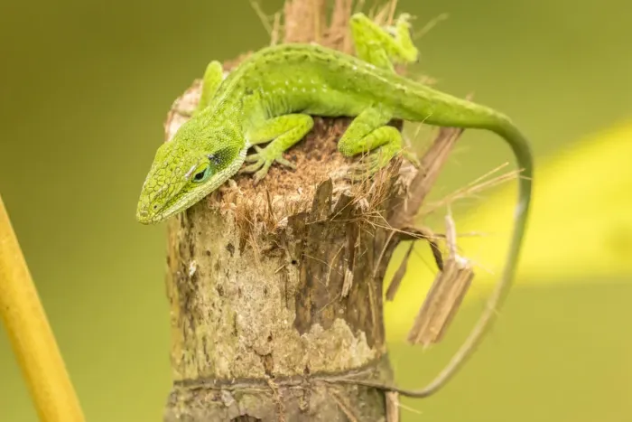 Framed Print : USA, Hawaii, Kauai. Anole lizard on stump Framed Print : USA, Hawaii, Kauai. Anole lizard on stump